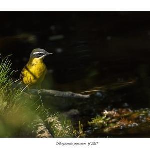 Yellow Wagtail