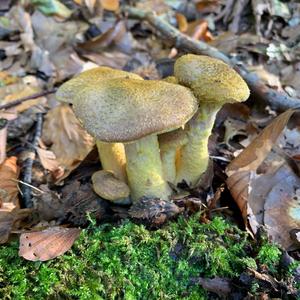 Honey Fungus