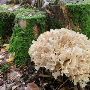 Rooting Cauliflower Mushroom