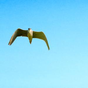 Black-crowned Night-heron