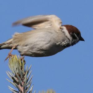 Eurasian Tree Sparrow