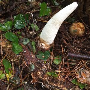 Stinkhorn, Common