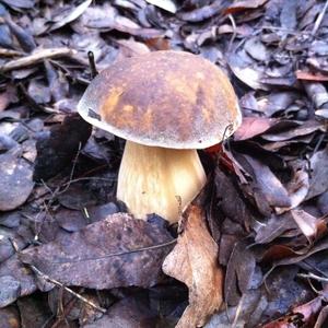 King Bolete