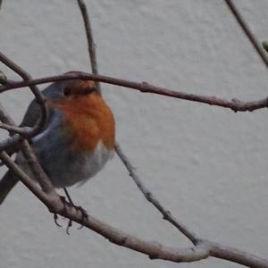 European Robin