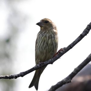 Red Crossbill