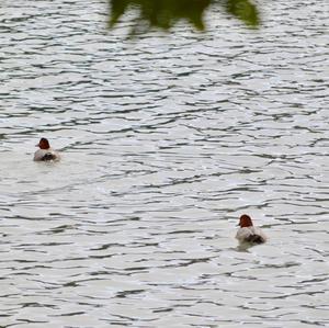 Common Pochard