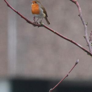 European Robin