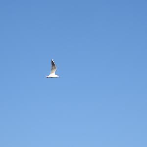 Black-headed Gull