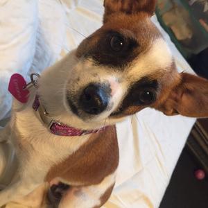 Unknown Breed