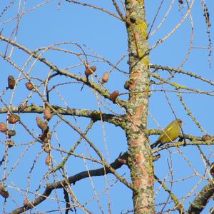 European Greenfinch