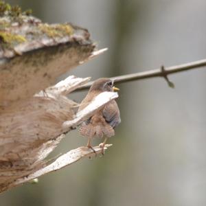 Winter Wren