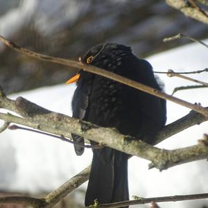 Eurasian Blackbird