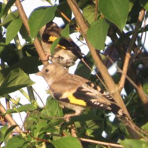 European Goldfinch