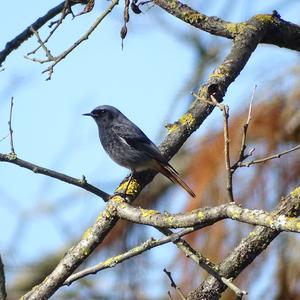 Eurasian Jackdaw