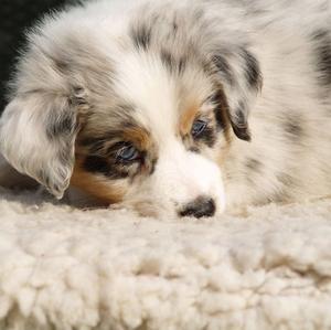 Australian Shepherd