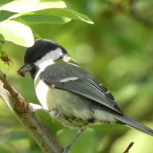 Great Tit