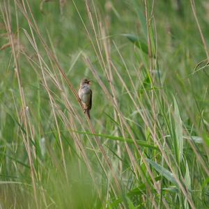 Great Reed-warbler