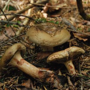 Poison Paxillus