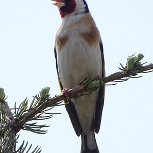 European Goldfinch