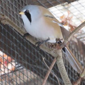 Bearded Parrotbill