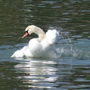 Mute Swan