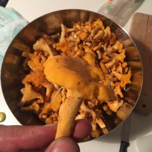 Chanterelle, Common