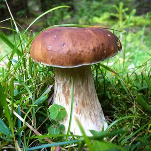 King Bolete