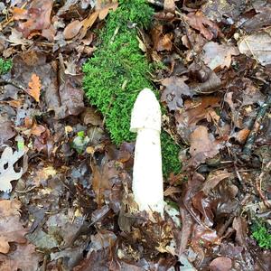 Stinkhorn, Common