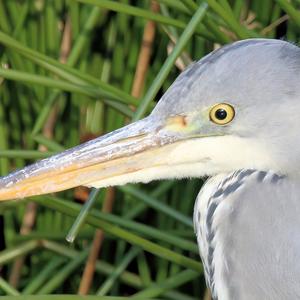 Grey Heron