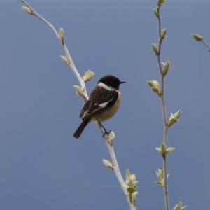 European stonechat