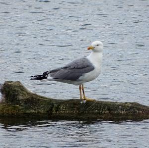 Herring Gull