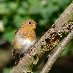 European Robin