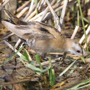 Little Crake