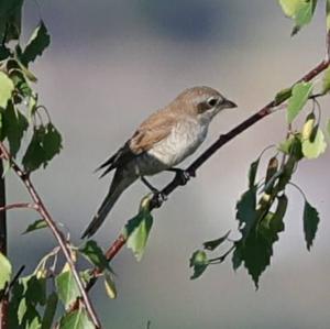 Red-backed Shrike