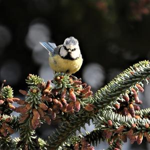 Blue Tit