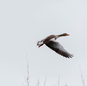 Greylag Goose