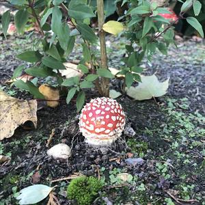 Fly Agaric