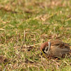 Eurasian Tree Sparrow