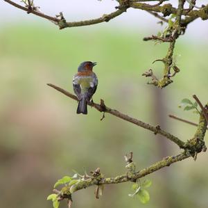 Eurasian Chaffinch