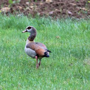 Egyptian Goose