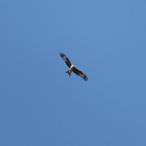 Red Kite