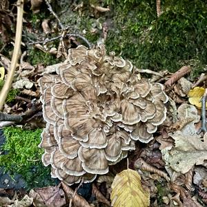 Hen-of-the-Woods