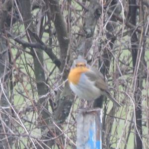 European Robin