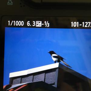 Black-billed Magpie