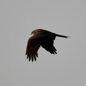 Black Kite