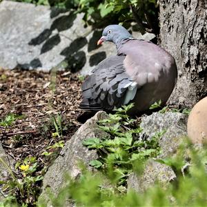 Common Wood-pigeon