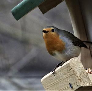 European Robin