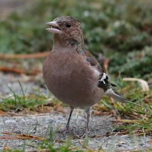 Eurasian Chaffinch