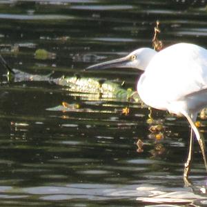 Little Egret