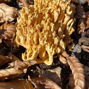 Yellow-brownish Coral